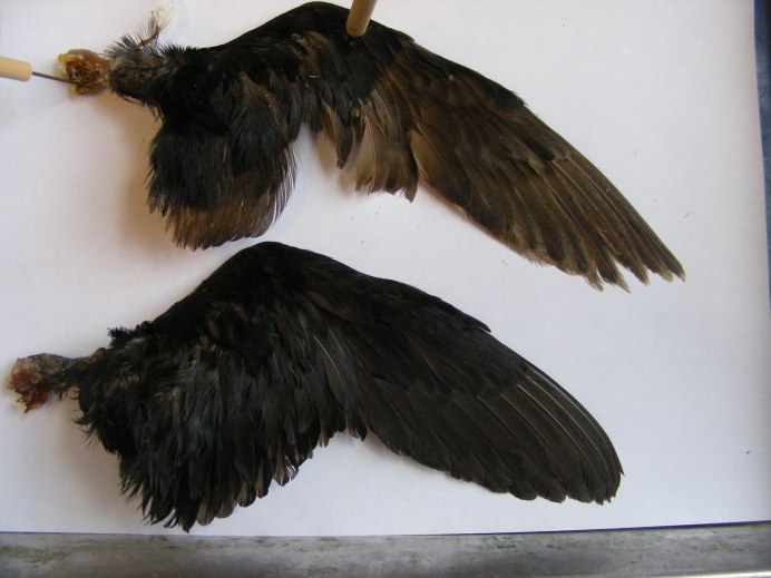 Ворон с расправленными крыльями