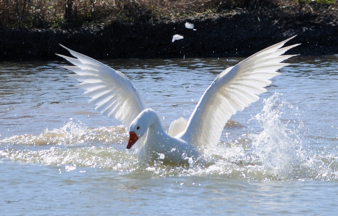 Крыло Чайки птицы