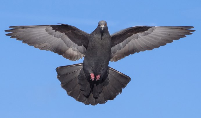 Лебедь шипун расправил Крылья