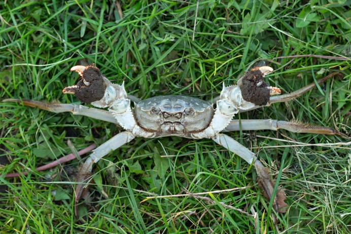 Eriocheir japonica отличие от Hemigrapsus