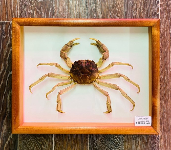 Chelicorophium curvispinum