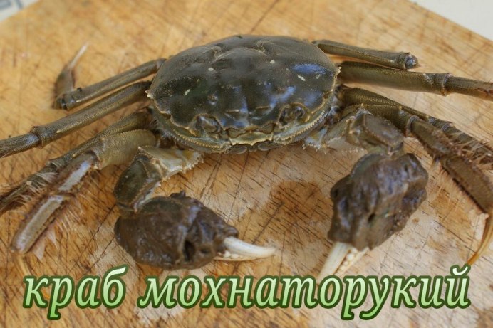 Японский мохнаторукий краб