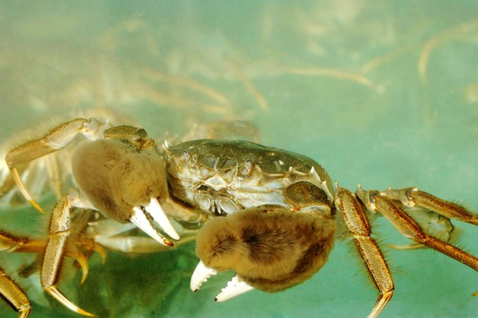 Eriocheir sinensis