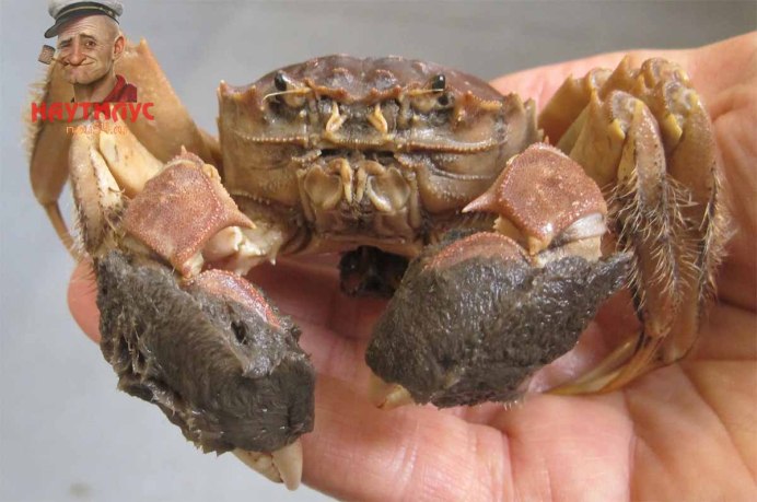 Eriocheir sinensis