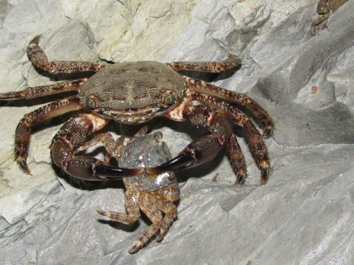 Плакат с крабом