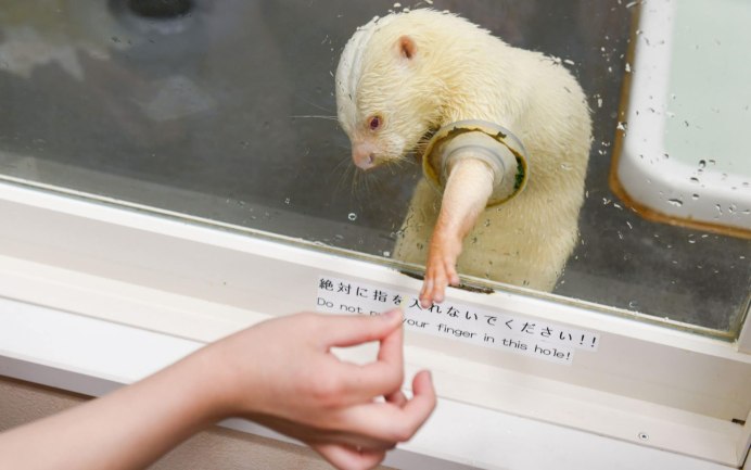Otter Cafe