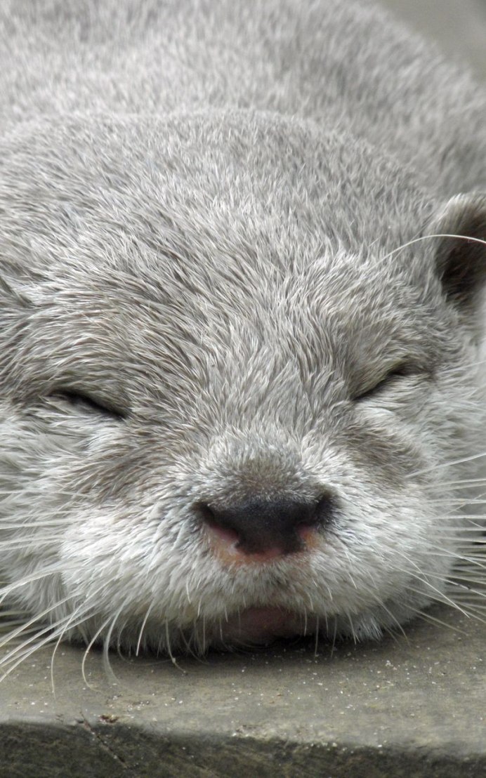 Otter 1998