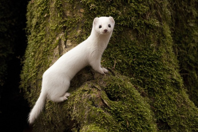 Smooth Coated Otter
