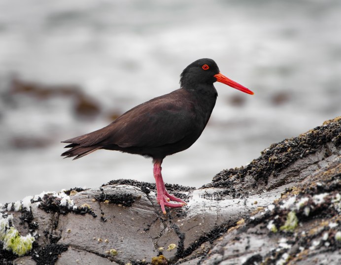 Австралийский Кулик-сорока / Haematopus fuliginosus