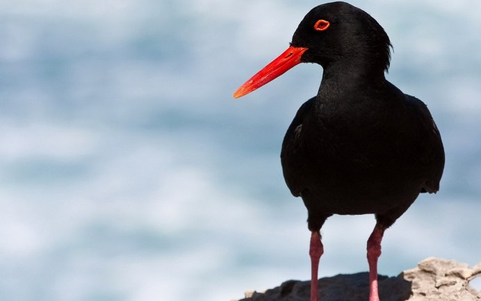 Кулик-сорока Haematopus ostralegus