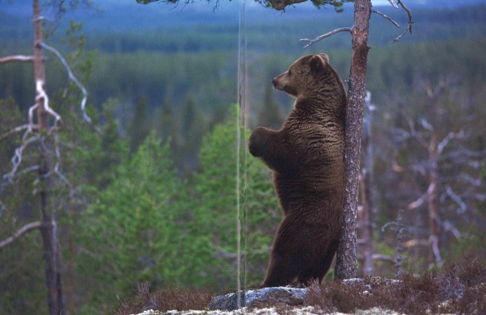 Медведи в Карелии летом
