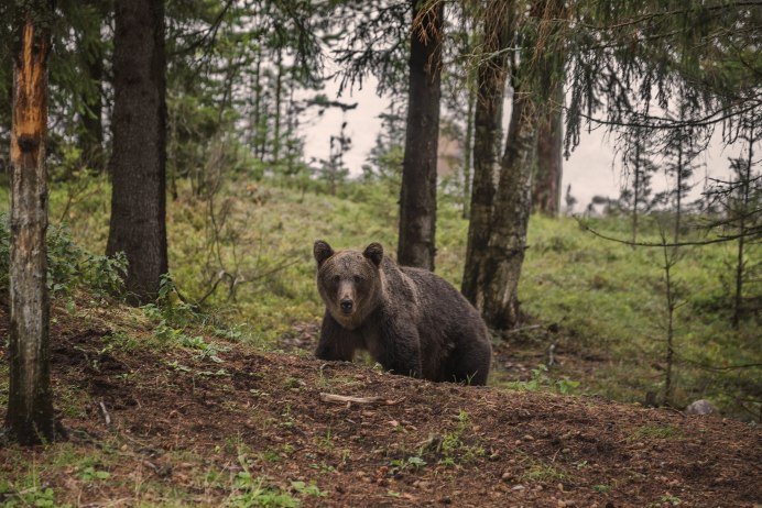 Медведь на дороге в Карелии