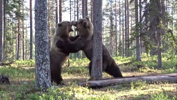 Медведи в лесах Карелии