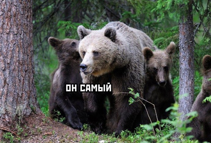 Сибирский бурый медведь
