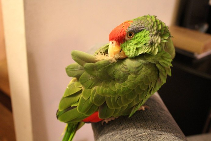 Королевский жако