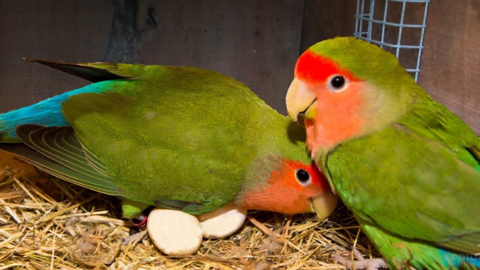 Budgie попугай