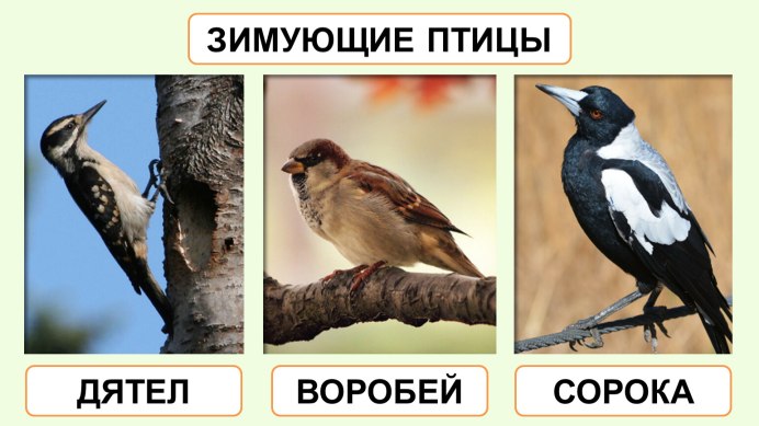 Серая ворона птица