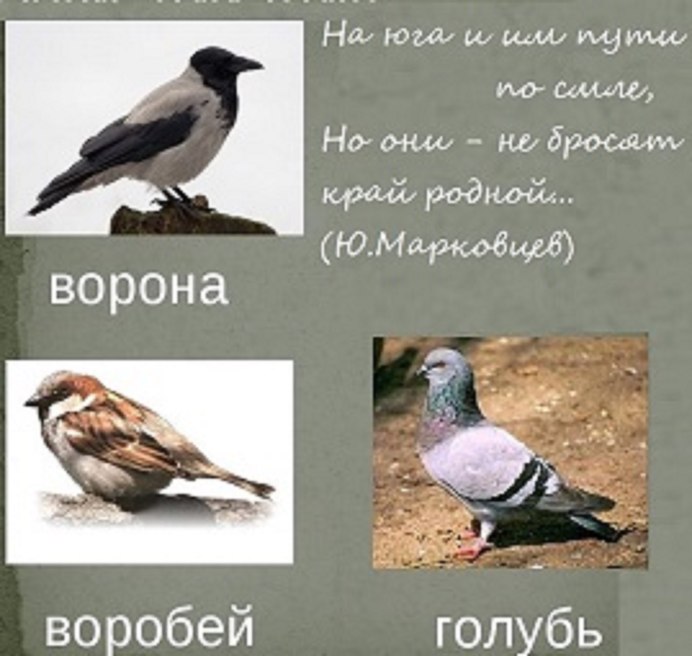 Вороны голуби воробьи