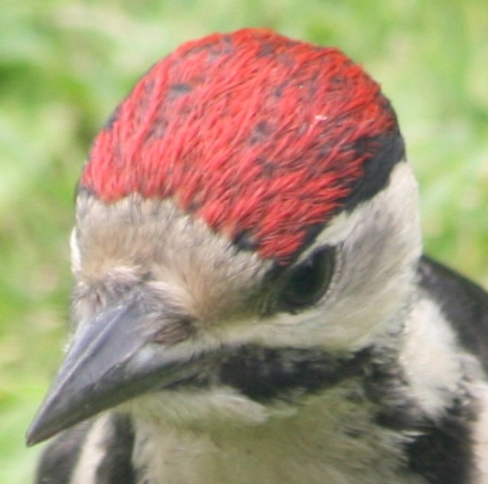 Чечётка (обыкновенная чечётка) (Acanthis flammea (Carduelis flammea))
