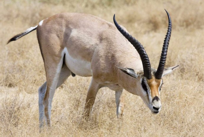 • Песчаная Газель (Gazella leptoceros)