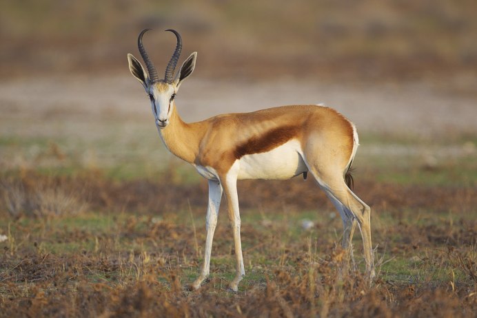 Спрингбок Antidorcas marsupialis