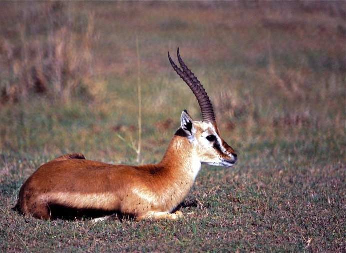 Eudorcas thomsonii