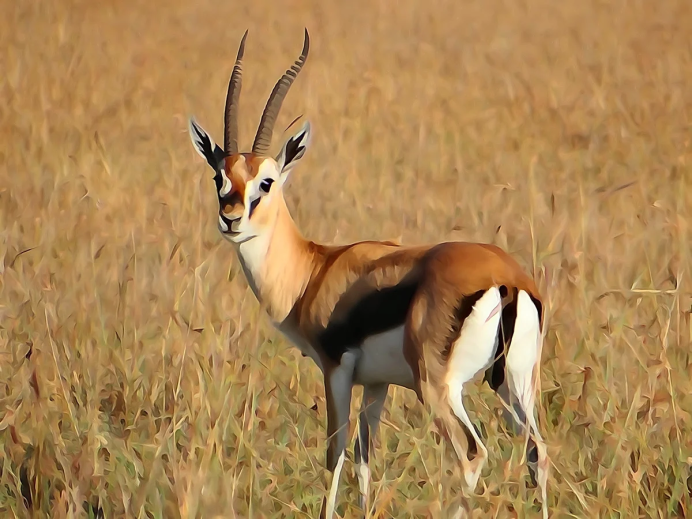 Gazella bennettii
