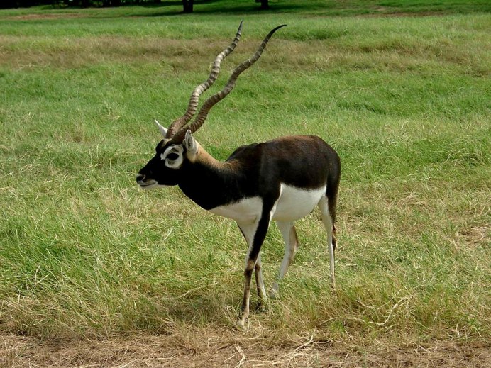 Gazelle Eyes