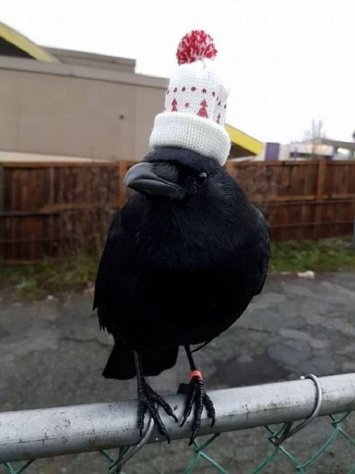 Смешной ворон