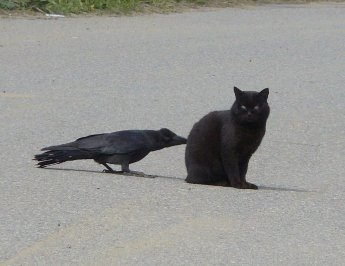 Ворона и кошка