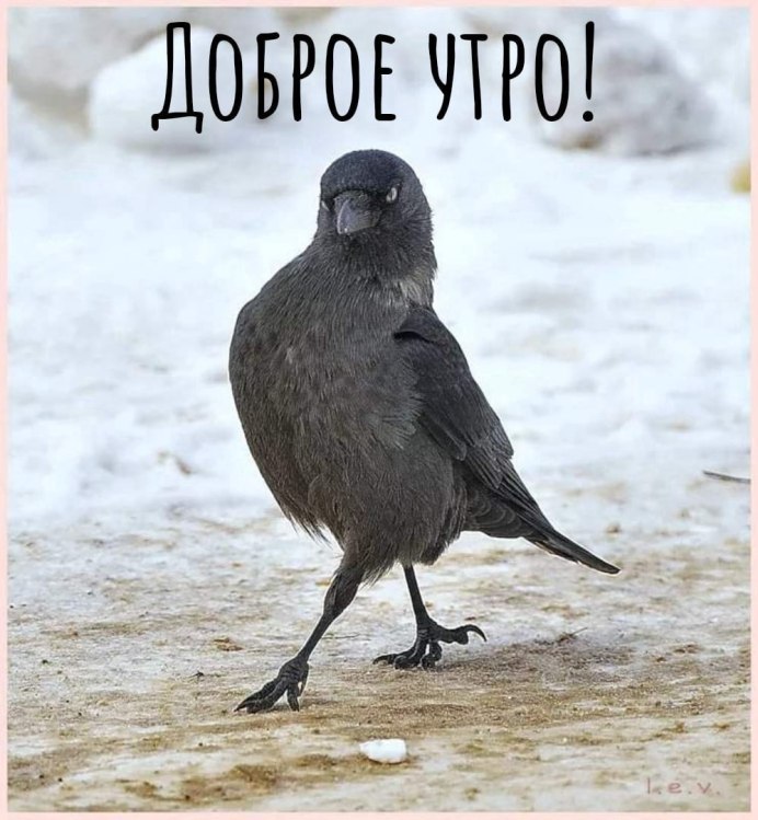 Ворон клюет вид спереди