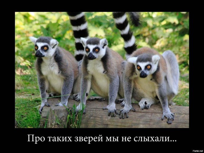 Лемур в полный рост