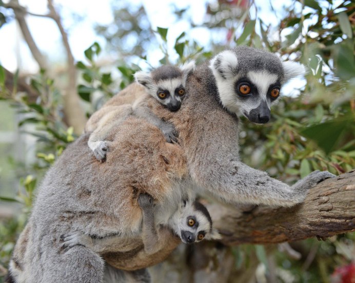Eulemur fulvus