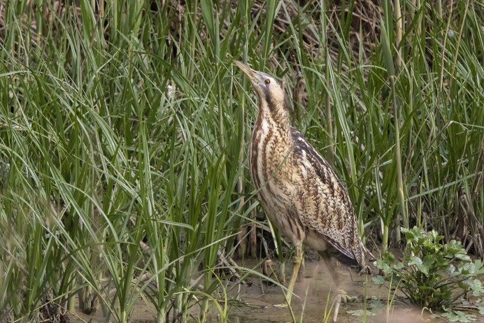 Egretta Alba