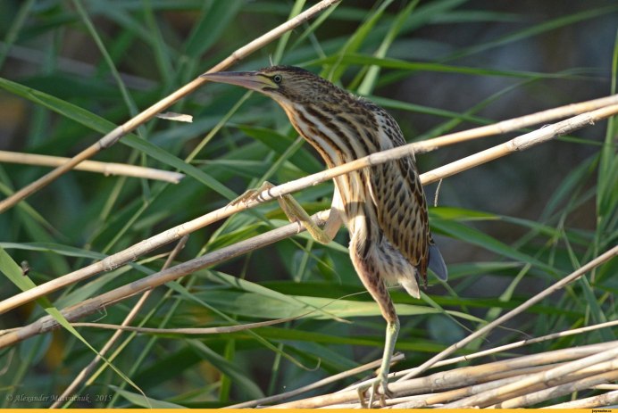 Ixobrychus minutus