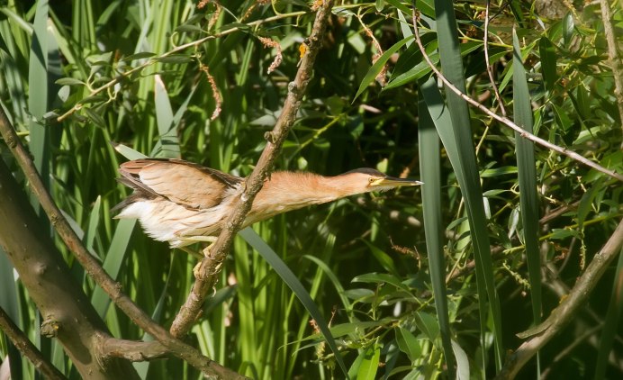American Bittern