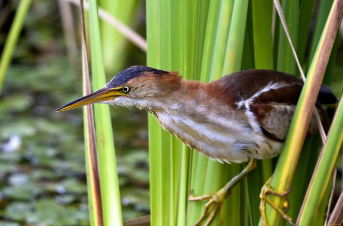 Botaurus lentiginosus