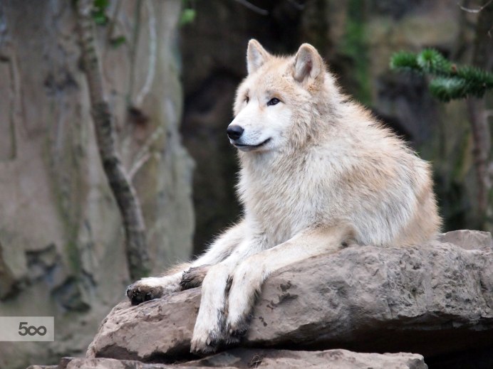 Подвиды Волков