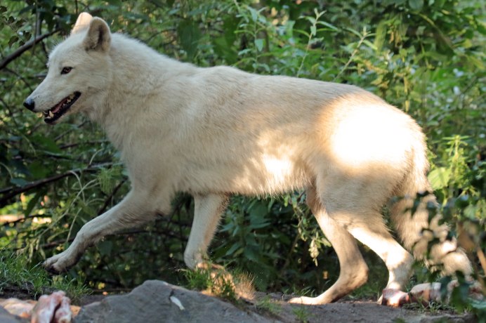 Арктический волк