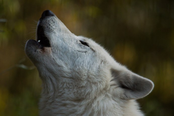 Мелвильский островной волк и Тундровый волк