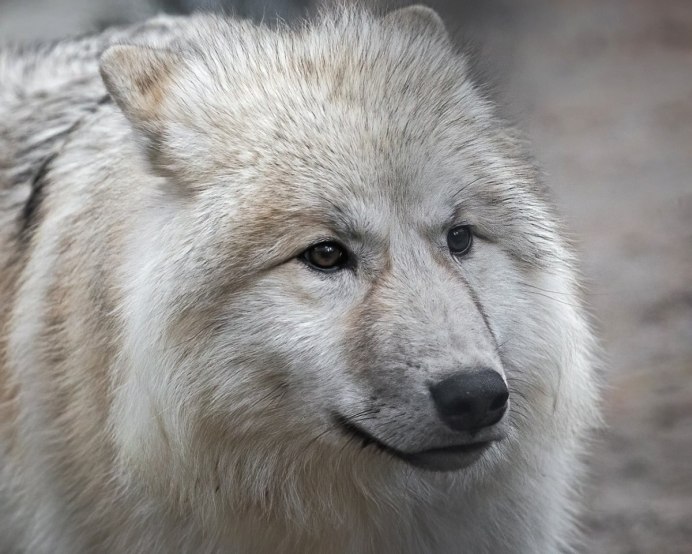 Новосибирский зоопарк волки