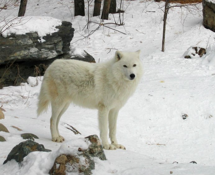 Морда волка сбоку