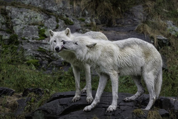 Мелвильский островной Арктический волк