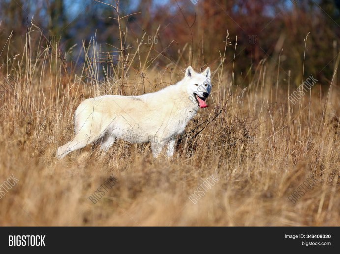 Гудзонов залив волки