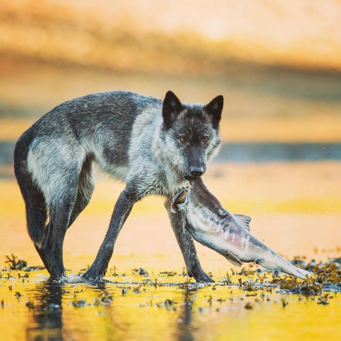 Волк в поле зимой