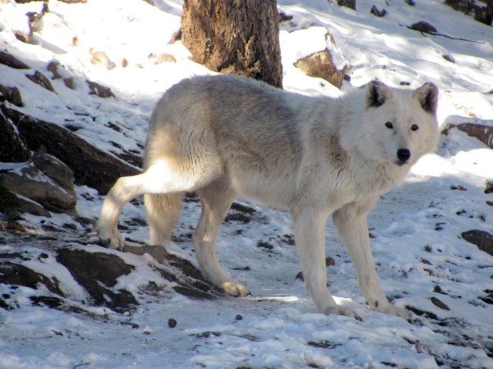 Животные тундры Полярный волк