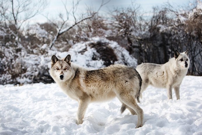 Canis Lupus irremotus