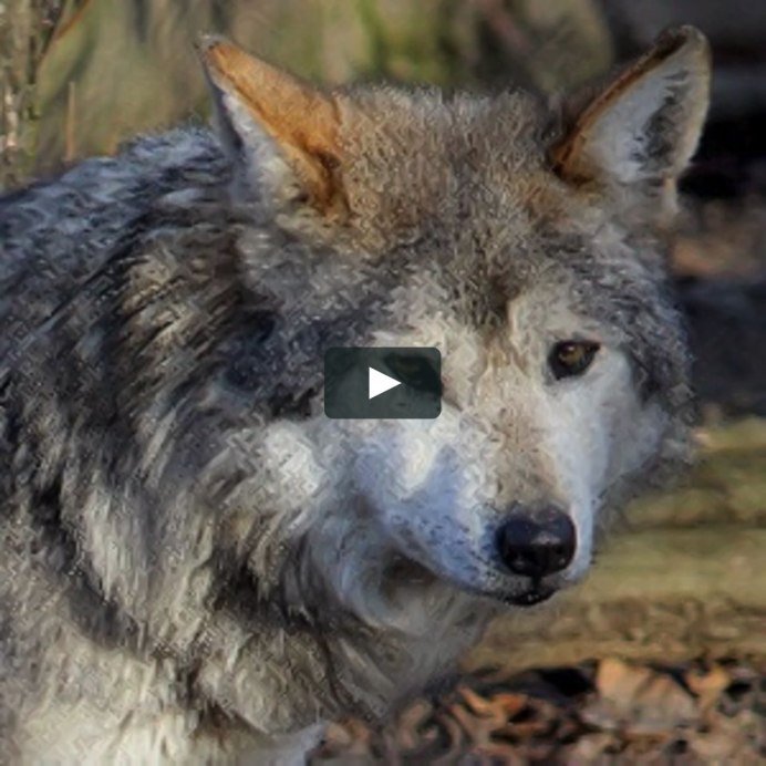 Карпатский волк