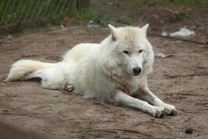 Волк короткошерстный