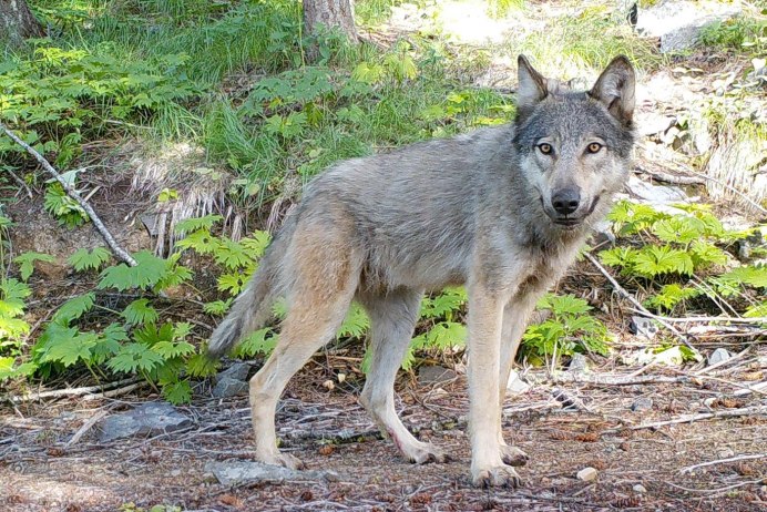 Canis Lupus hudsonicus